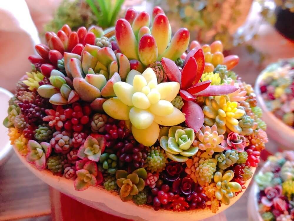 多肉植物の寄せ植え　多肉丼