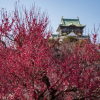 一生に一度は見てみたい！関西で有名な梅の花の名所はどこ？の画像