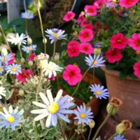 初心者にもおすすめの育てやすい花33選｜多年草と一年草で分けてご紹介の画像