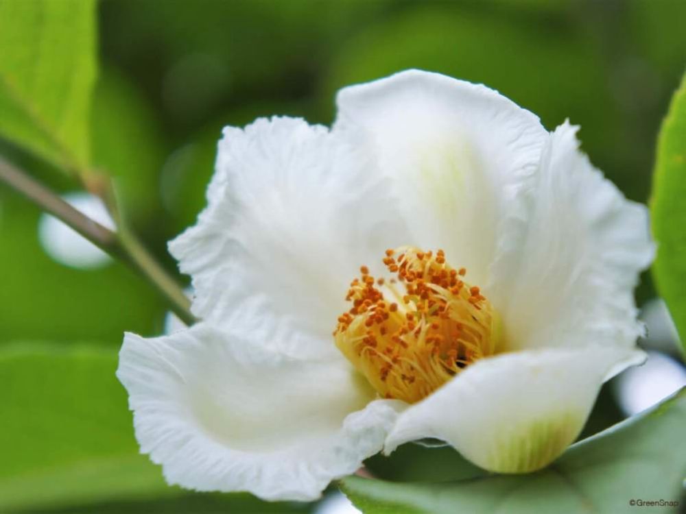 ナツツバキ 夏椿