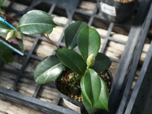 椿 ツバキ の育て方 植え替え時期 肥料のやり方は 鉢植えでも育つ Greensnap グリーンスナップ