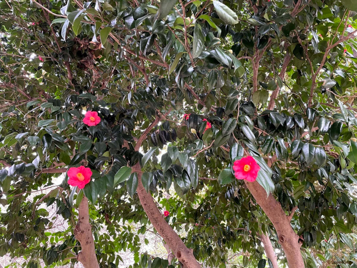 椿の育て方｜鉢植えの肥料のやり方は？植え替え時期や適した用土紹介