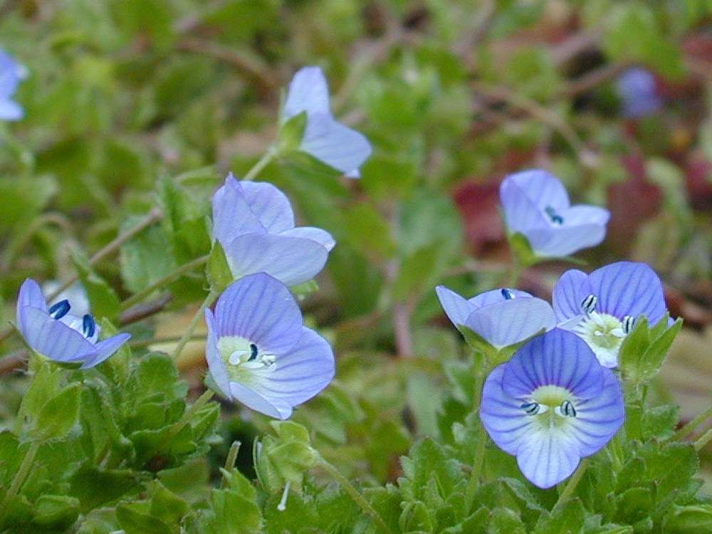 オオイヌノフグリ