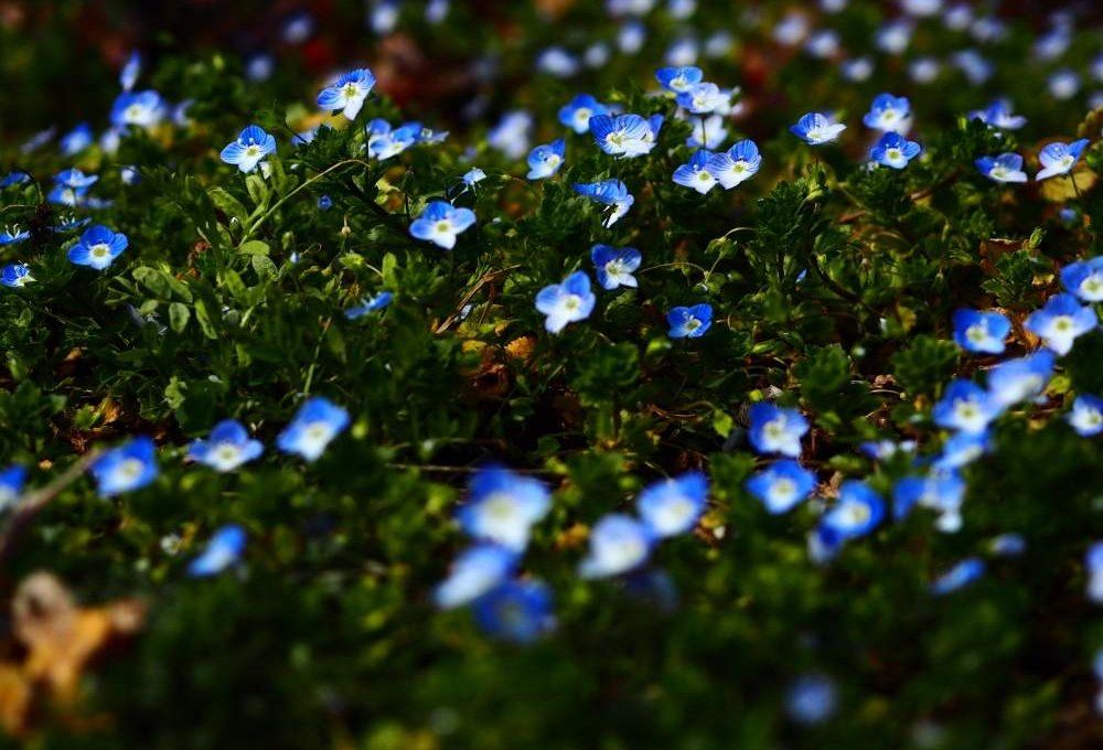 オオイヌノフグリ