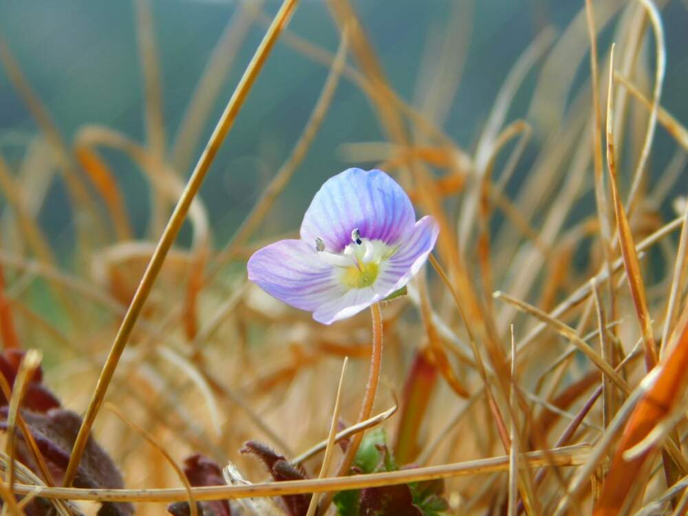 オオイヌノフグリの花言葉 色別の意味や由来は 英語名や和名とは Greensnap グリーンスナップ