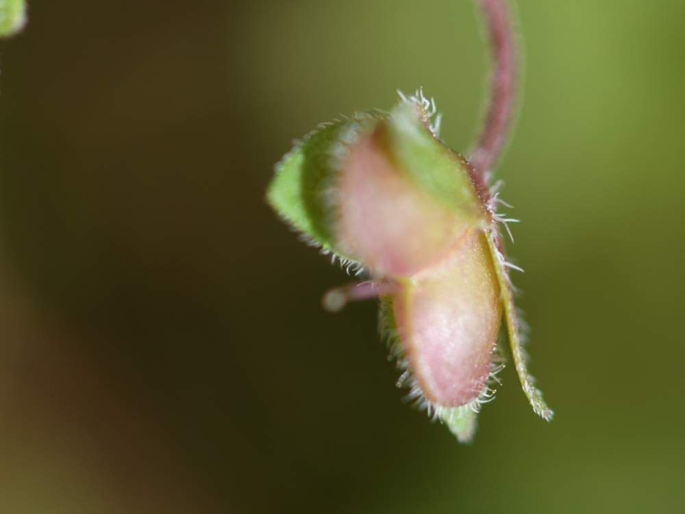 オオイヌノフグリの実