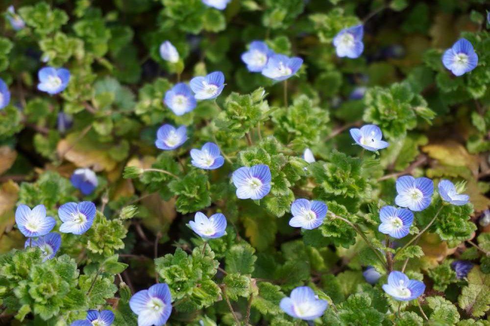 オオイヌノフグリ