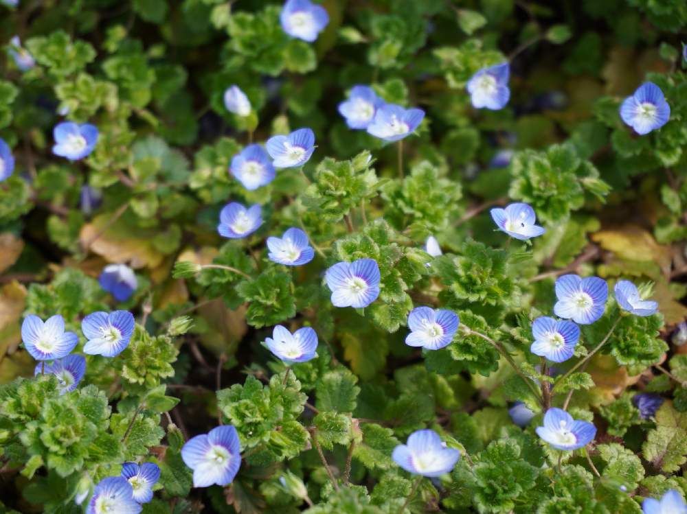 オオイヌノフグリ