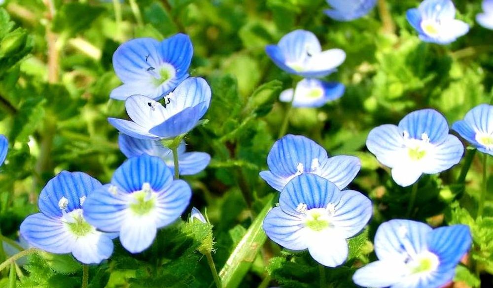 オオイヌノフグリ