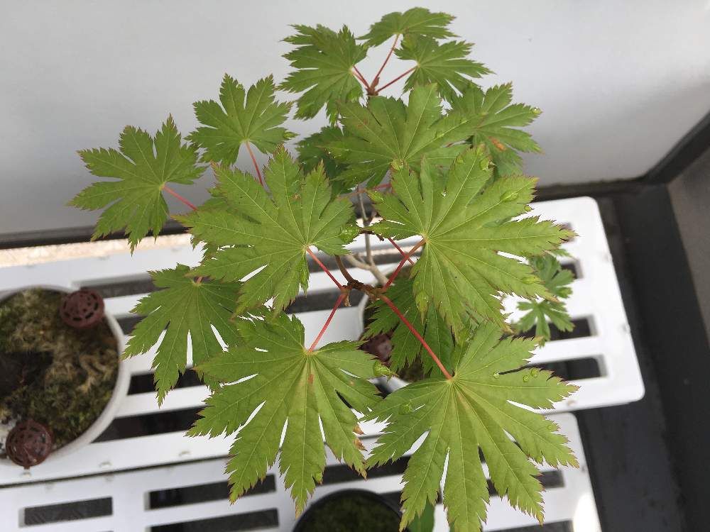 ハウチワカエデ