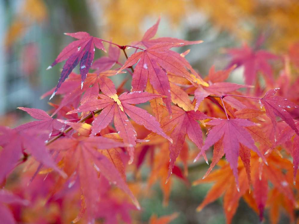 楓の花言葉 怖い意味もあるって本当 紅葉 モミジ との違いもご紹介 Greensnap グリーンスナップ