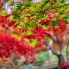 楓の花言葉｜怖い意味もあるって本当？紅葉（モミジ）との違いもご紹介の画像