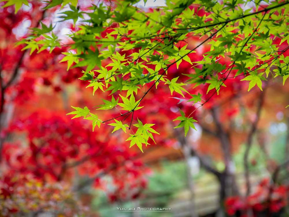 楓の花言葉｜怖い意味もあるって本当？紅葉（モミジ）との違いもご紹介