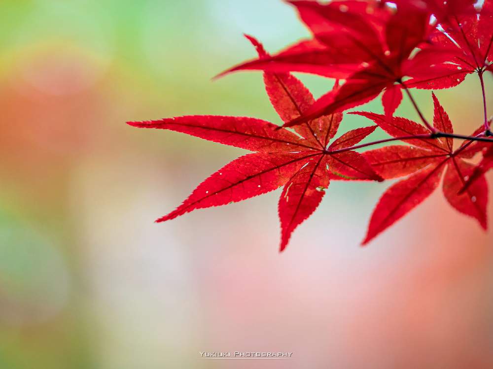 楓の花言葉｜怖い意味もあるって本当？紅葉（モミジ）との違いもご紹介