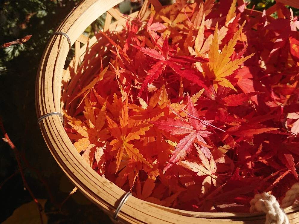 楓の落ち葉