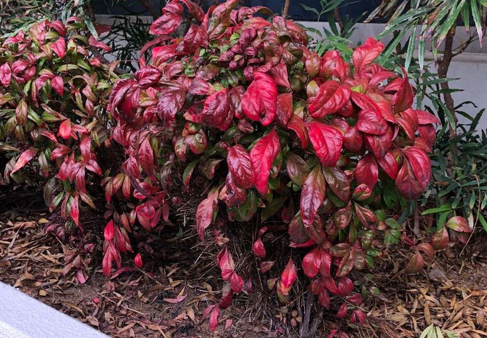 オタフクナンテン