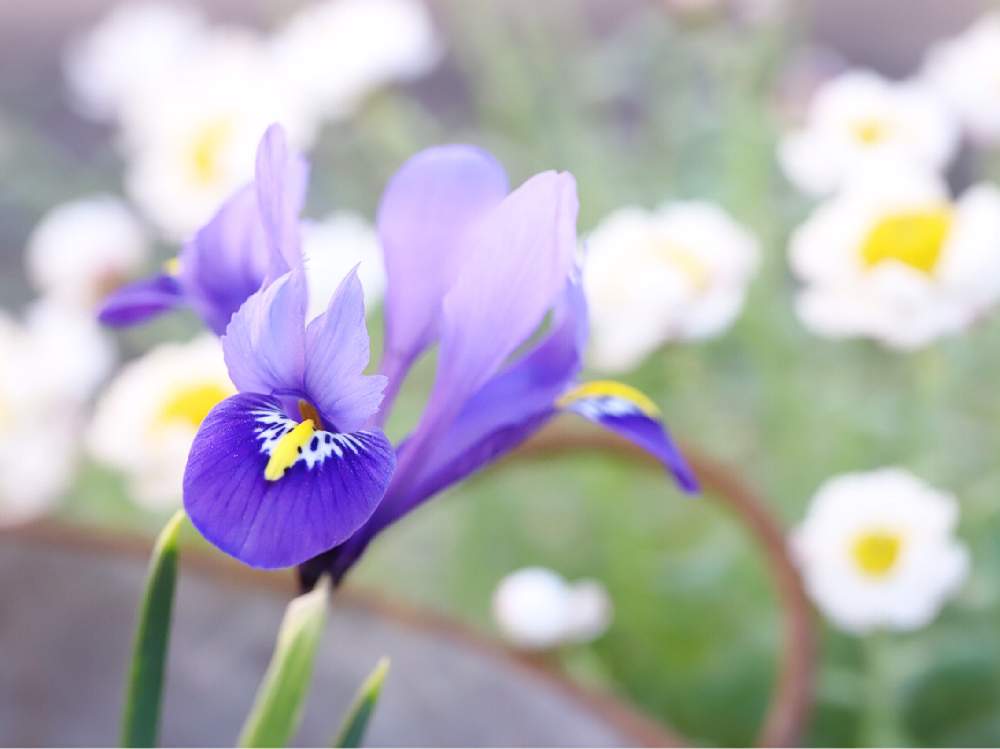 アイリスの花言葉｜色別の意味や種類、怖い意味もあるって本当 ...