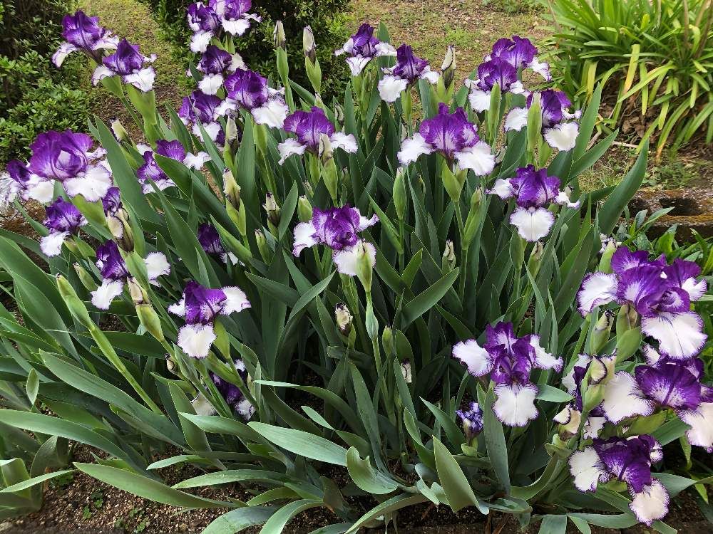 紫色のアイリス