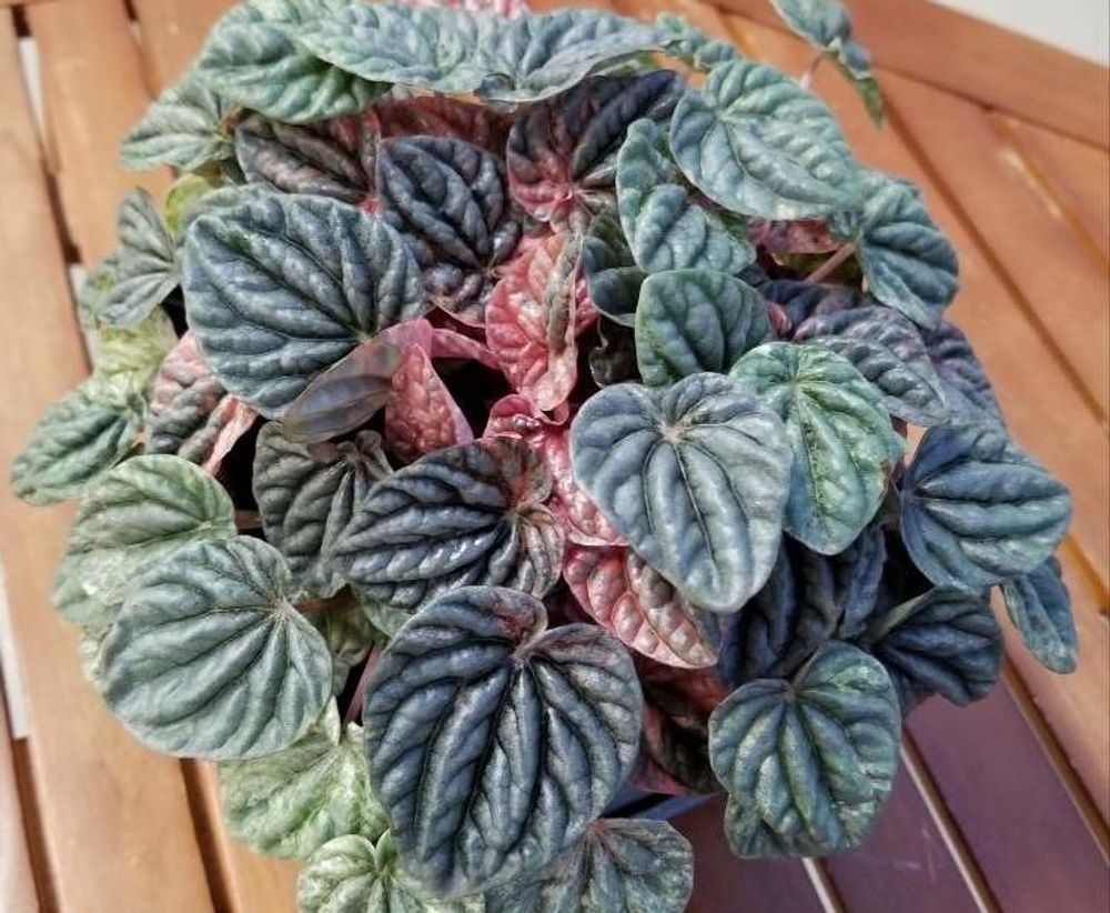 ロゼッタタイプのペペロミア