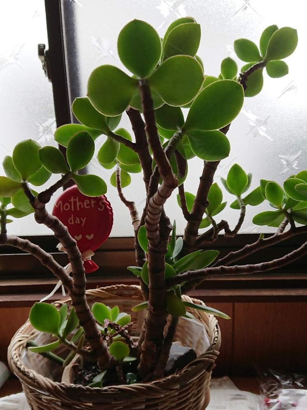 直立タイプのペペロミア