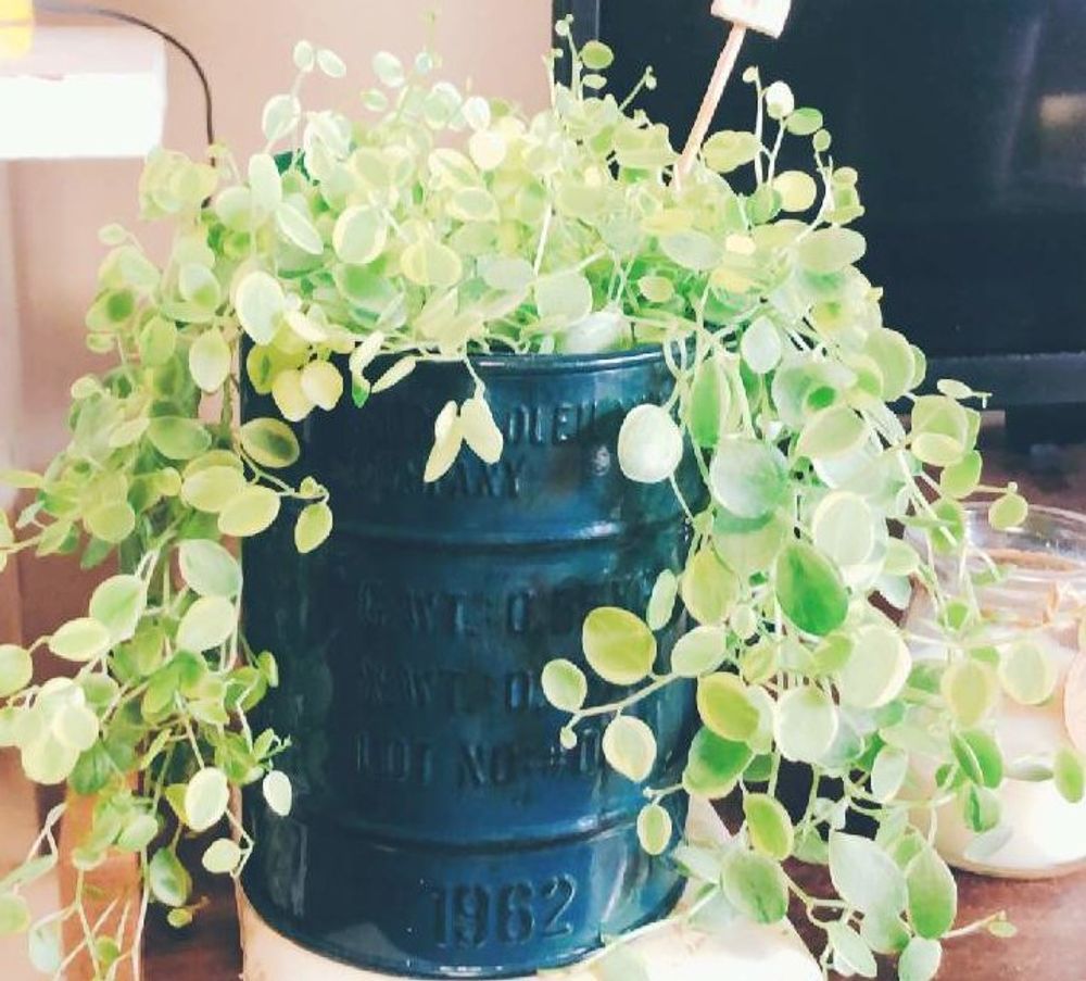 匍匐タイプのペペロミア