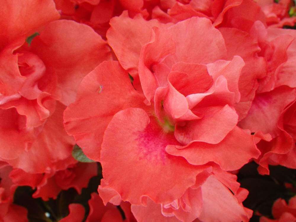 赤色のアザレア