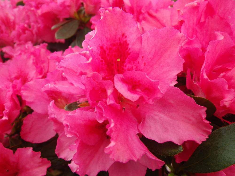 ピンク色のアザレア