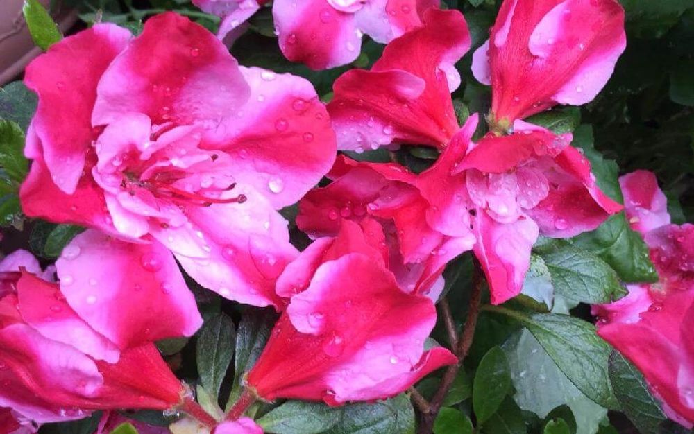 アザレア　カメレオン