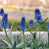 ムスカリの花言葉｜花の特徴や種類、怖い意味もあるって本当？の画像