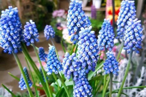 青い花図鑑 人気の品種を 春 夏 秋 冬の季節ごとに分けて紹介します Greensnap グリーンスナップ