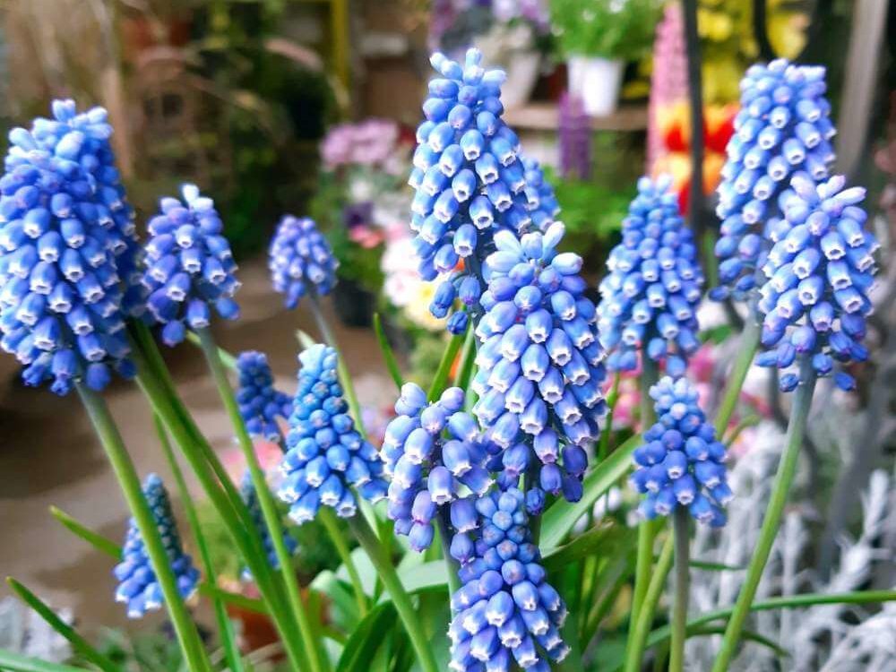 青い花の種類と花言葉16選 色だけじゃない 込められた美しい言葉をご紹介 Trill トリル 青い花びら 緑の葉 そして素敵な顔を持つ花のスポットサウンドマスコット 植物のマスコット Foirephoto Bievre Com