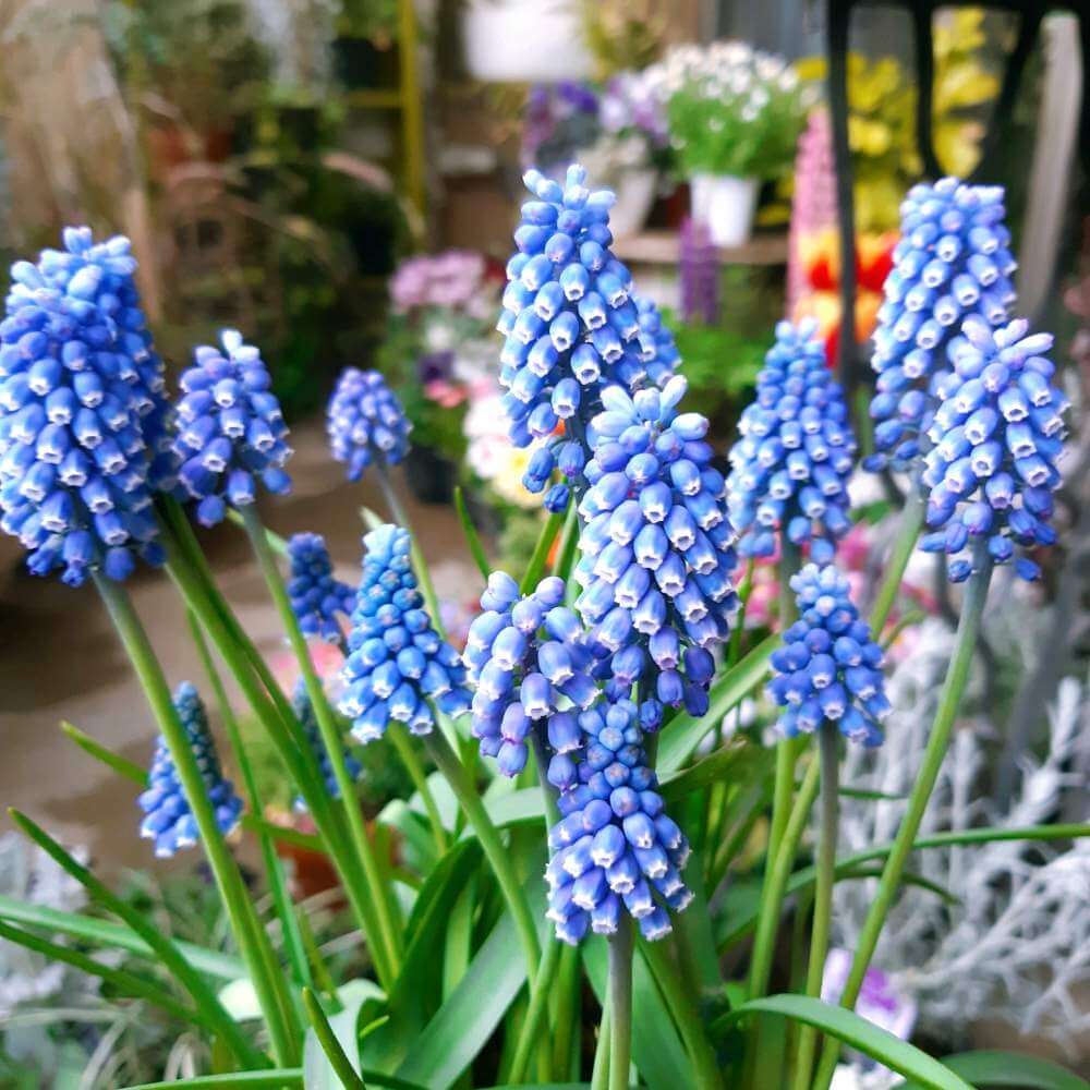 青い花図鑑 人気の品種を 春 夏 秋 冬の季節ごとに分けて紹介します Greensnap グリーンスナップ