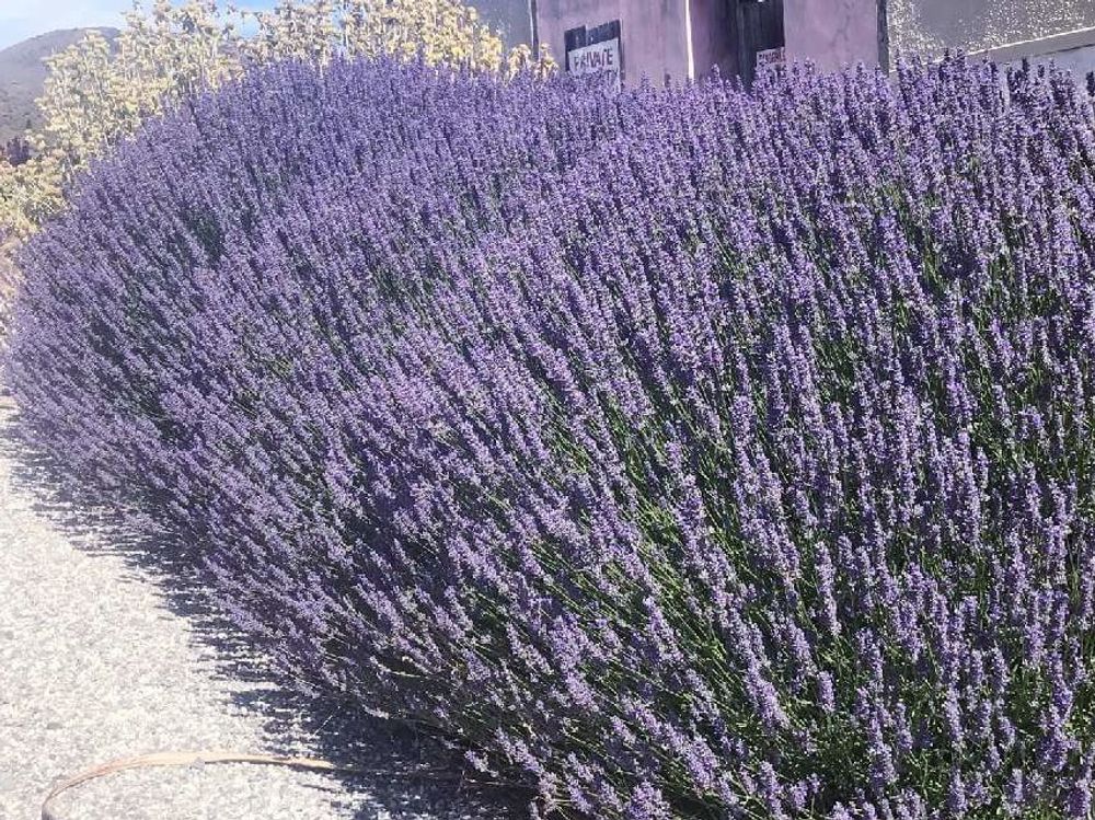 群生するラベンダー