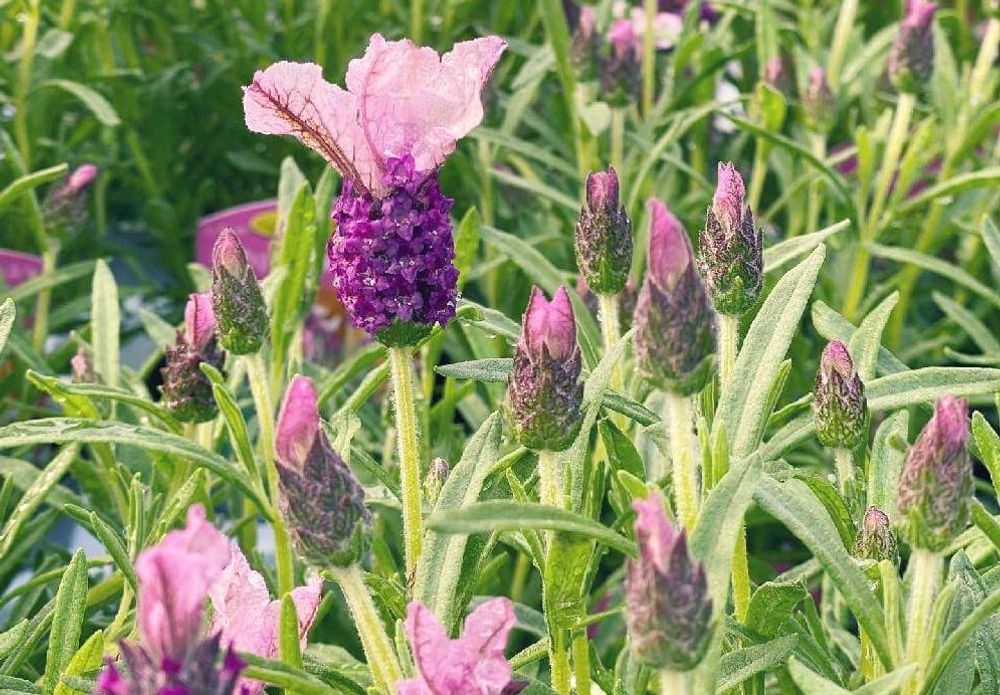 紫色のラベンダー