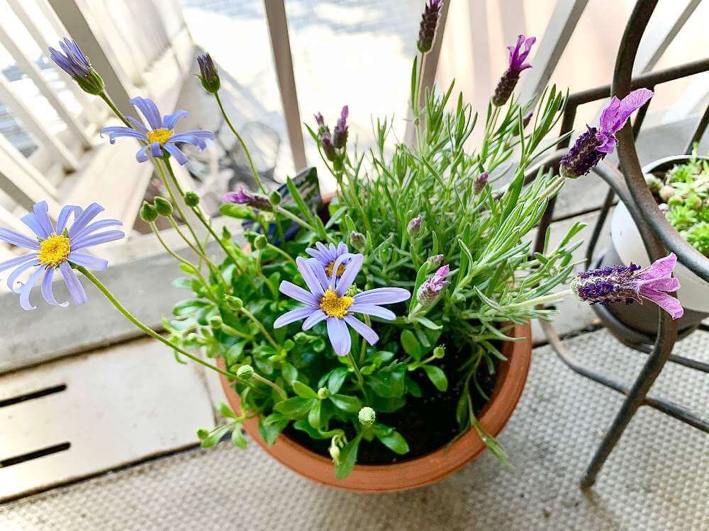 寄せ植えのラベンダー