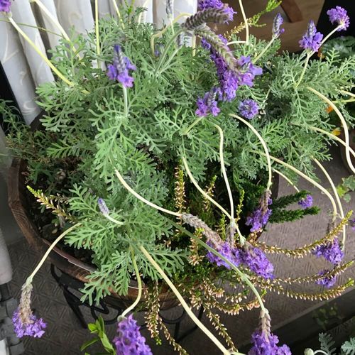 ラベンダーの育て方 地植え 鉢植えのコツは 枯れる一番の原因は Greensnap グリーンスナップ