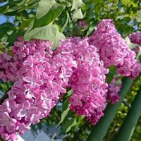 いい香りのお花特集！種類によって癒しの効果が全然違う？の画像