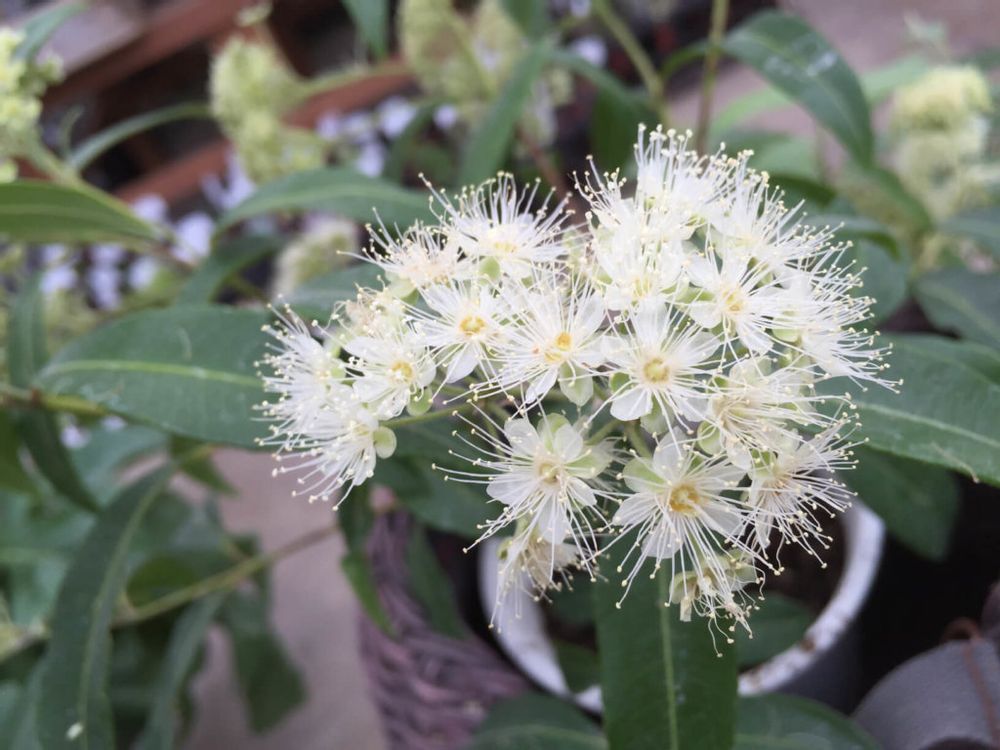 レモンマートル