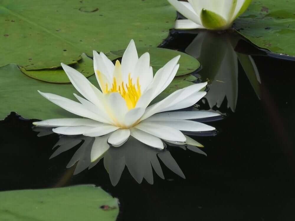スイレン　白い花