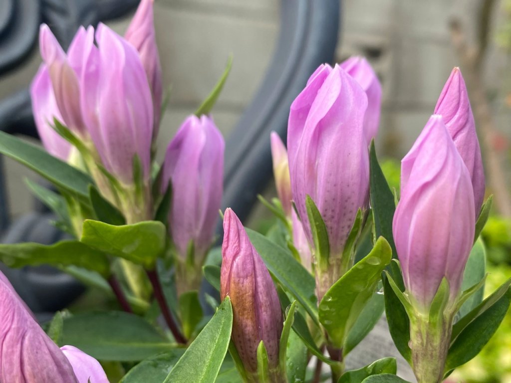 リンドウ(竜胆)　ピンク色の花