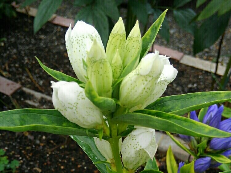リンドウ 竜胆 の花言葉 花の種類や由来は 怖い意味がある Greensnap グリーンスナップ