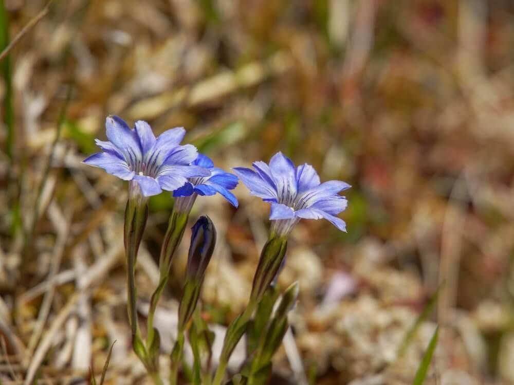 ハルリンドウ　青い花