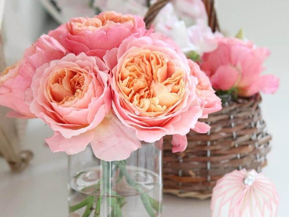 バラ　コーラルピンク