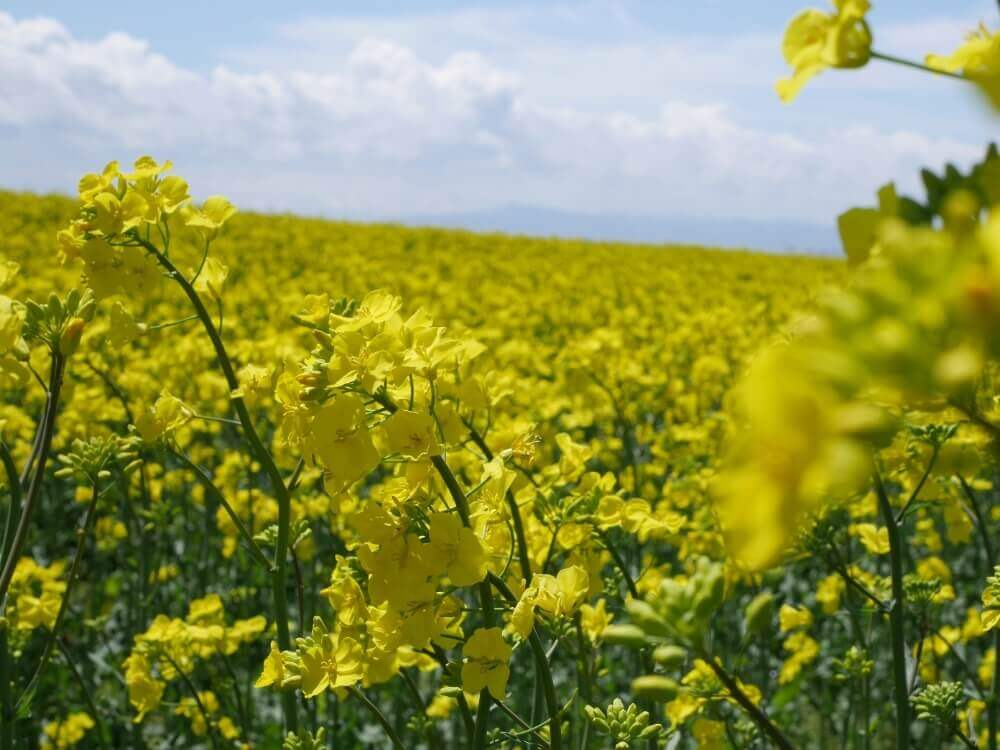 黄色の絶景に包まれる 関東で行ってみたいおすすめの菜の花の名所 Greensnap グリーンスナップ