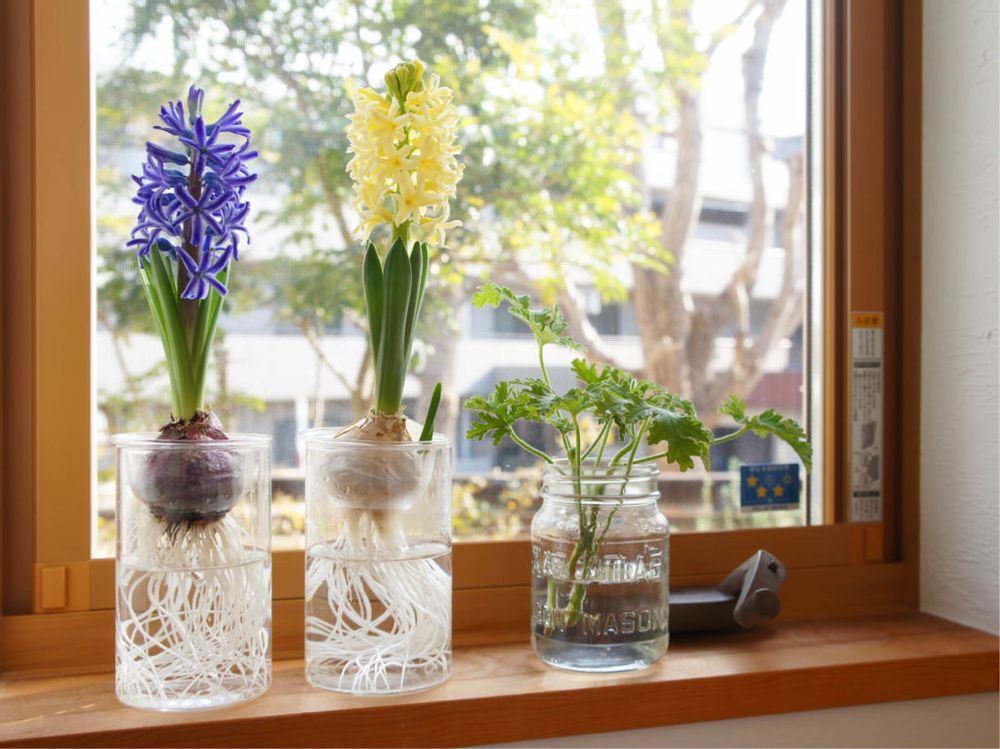 ヒヤシンス　水耕栽培
