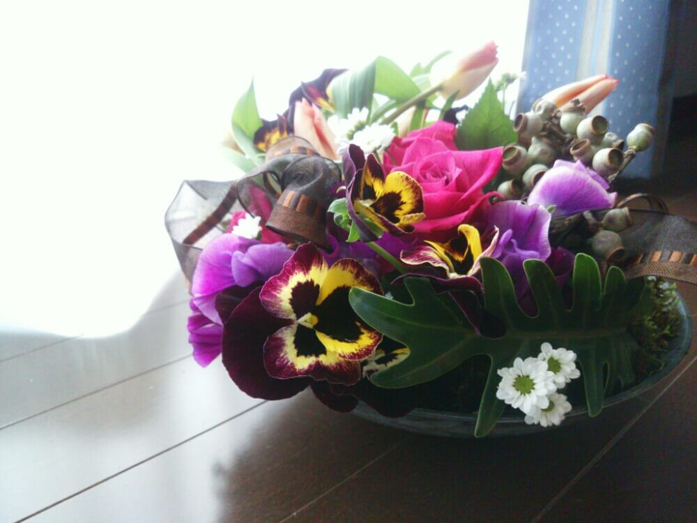 ビオラ　パンジー