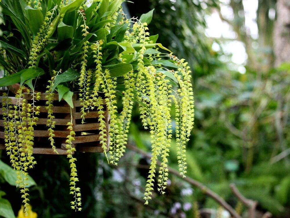 デンドロキラム