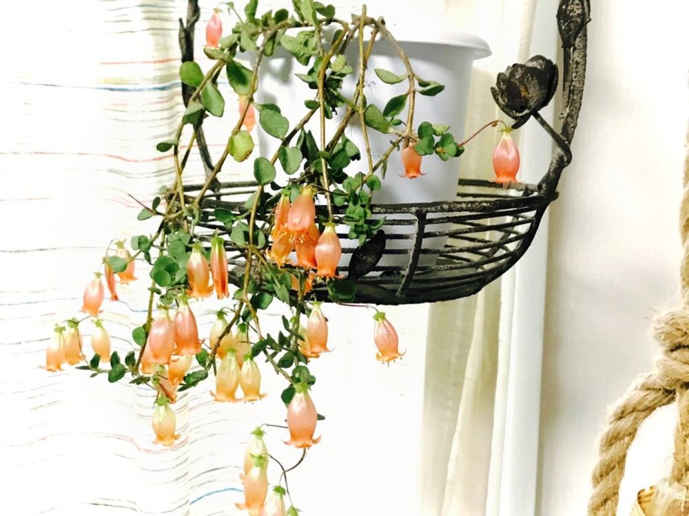 カランコエ　ウェンディ