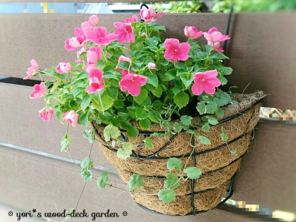 インパチェンス　ピンク色の花