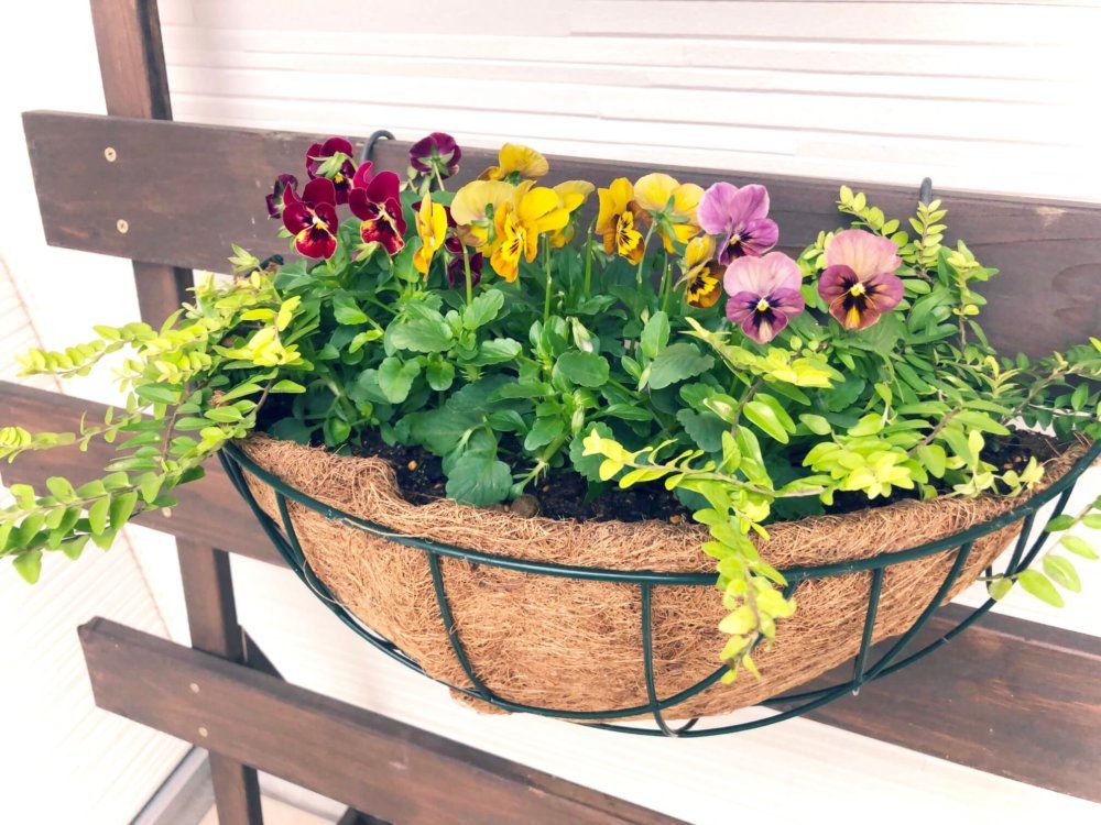 ビオラ　パンジー